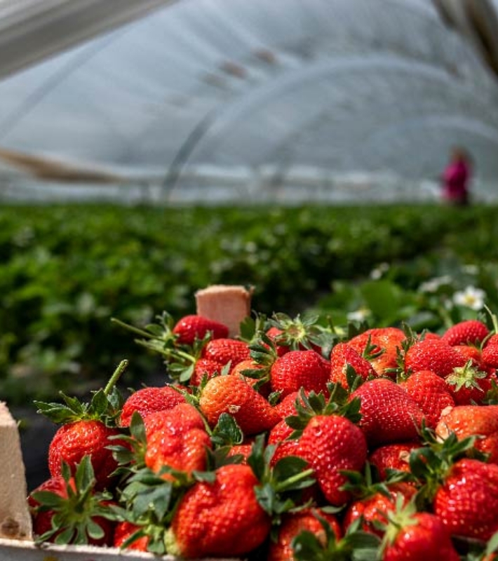 Pick your own strawberries tunnel at Bury Lane Farm Shop