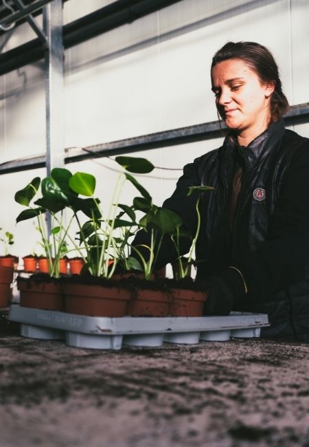 Indoor Plants being potted by Bury Lane Farm indoor plants team
